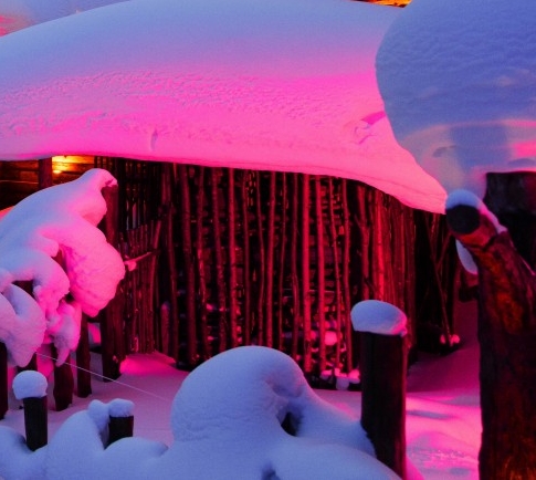 雌象有没有象牙