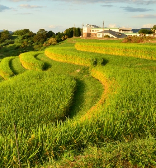 粉象统一码nzkwfa生活