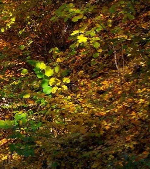 粉象生活邀请id