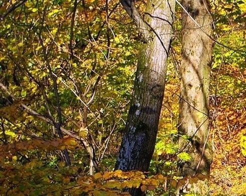 粉象生活邀请码二维码在哪