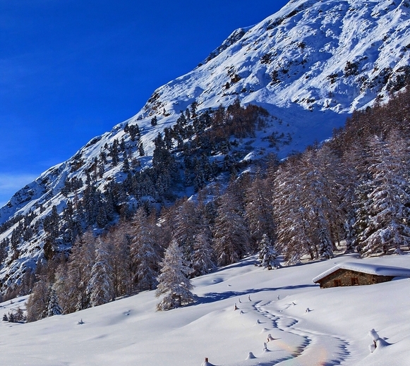 粉象生活如何购买的
