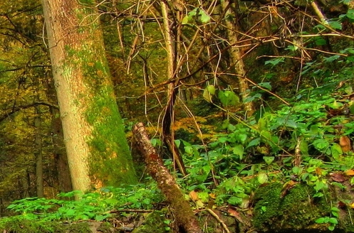 粉象生活官方邀请码163671