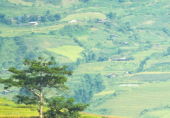 抖音佣金在哪里看