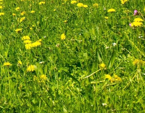 粉象生活怎么免费升级vip