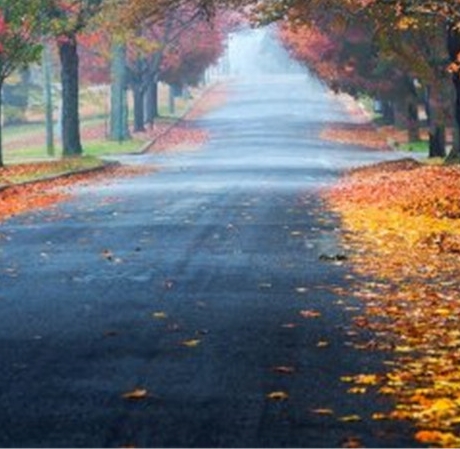 比利时深粉象啤酒价格