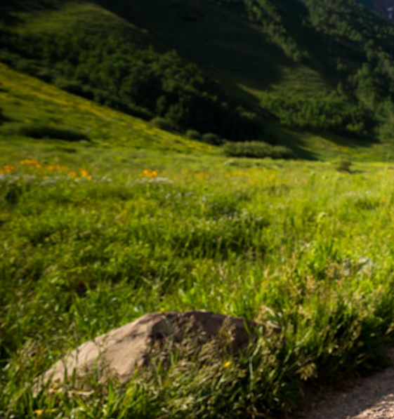 三七粉有哪些品牌