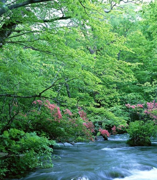 不是vip粉象可以提现吗