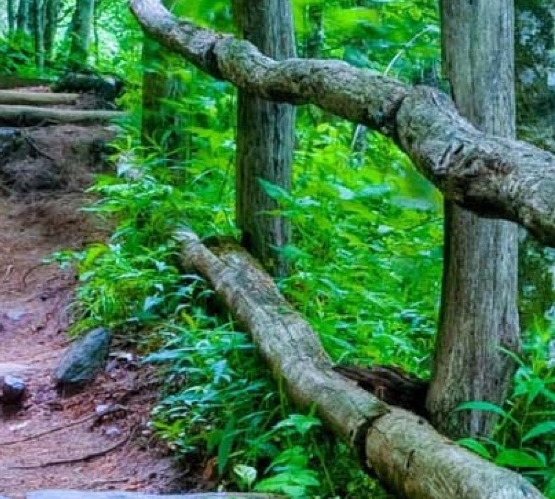 一淘 花生日记 粉象生活