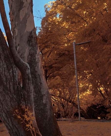 花生还是粉象到底做那个