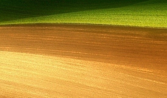 深粉象可以兑什么