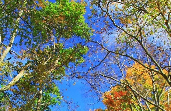 左向右分流是什么意思