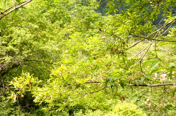 生活到处是阳光