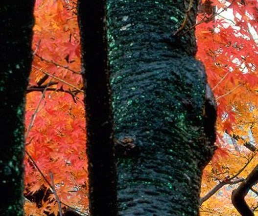 鼎鼎星生活好看视频