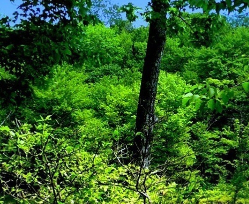 平常人类的平凡生活八一