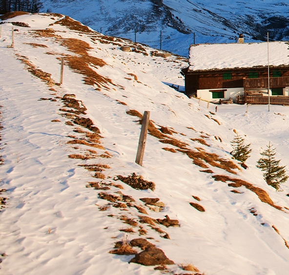 樱校独居日常生活碎片