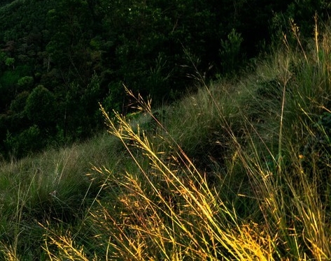 鱼油原料生产厂家