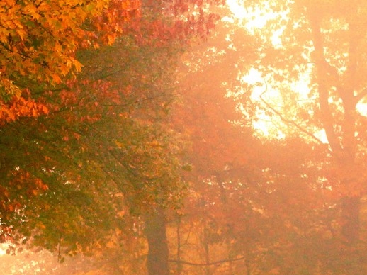 生活中的调味剂