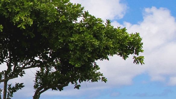 生活是笑话别哭着听它