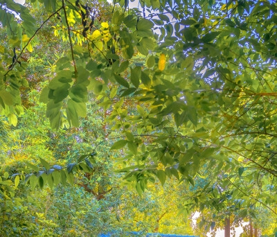 豪猪冬天会出来吗