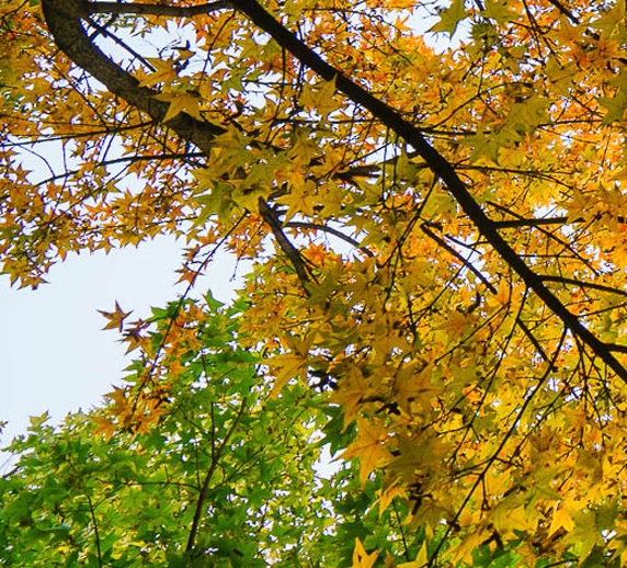 粉象生活是什么样的平台