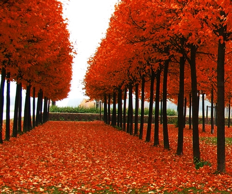 怎么在粉象看粉丝订单