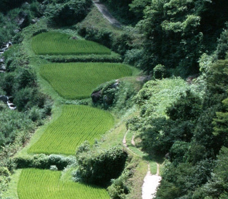 粉象生活骗人么