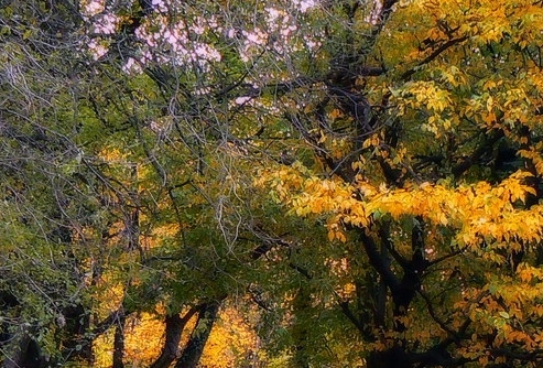 粉象生活怎么赚钱