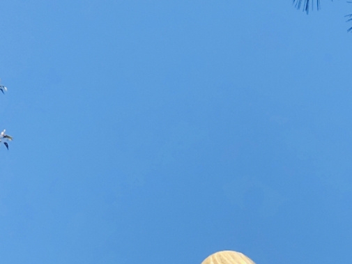 什么是粉团