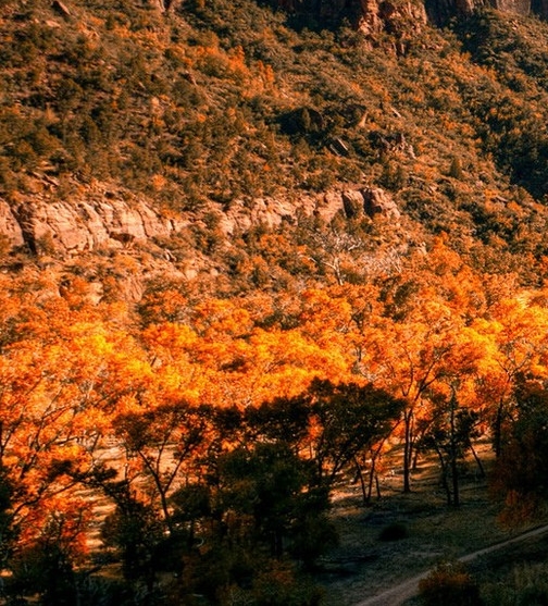 如何评价梁实秋