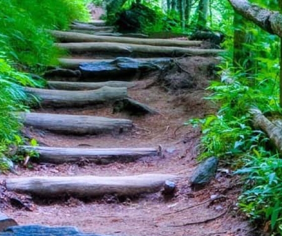 粉象生活利益分配