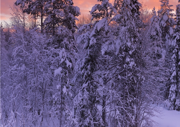 粉象生活推广收费