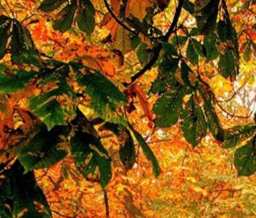 粉象生活vip怎么获得