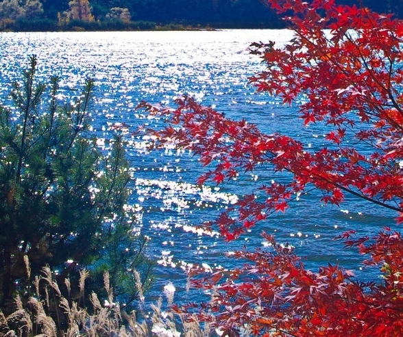 应用商店搜索粉象生活app