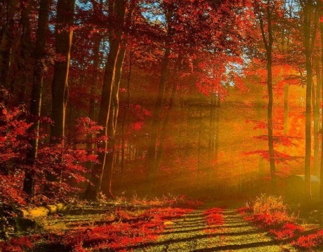 粉象生活如何解绑邀请人