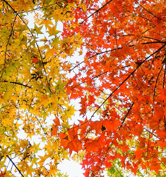 粉象生活是否是骗局呢