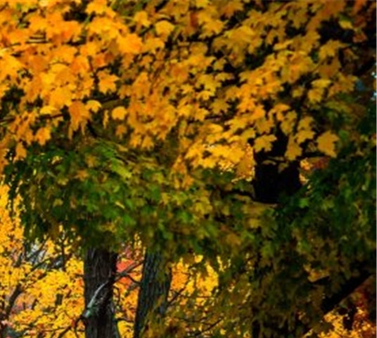 粉象生活下载并安装