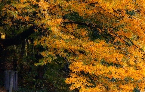 粉象生活骗局大揭秘