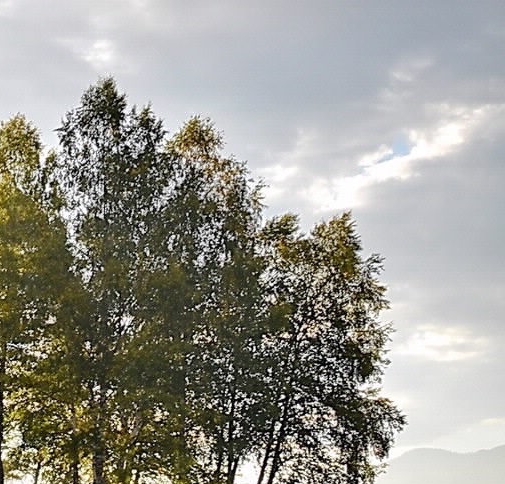 有性长寿还是无性长寿