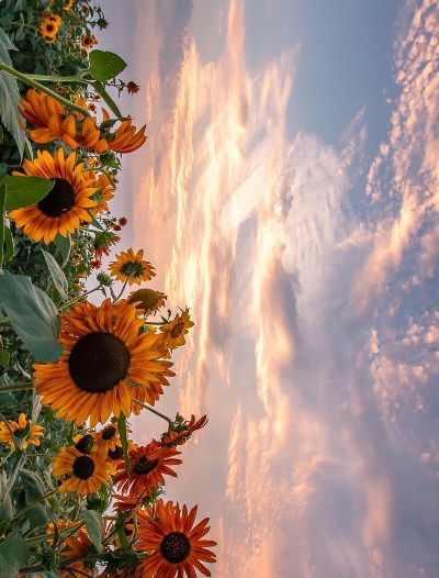 粉象生活vip怎么获得