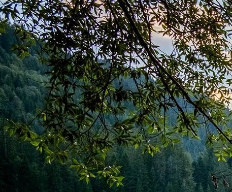 怎样解除粉象生活授权