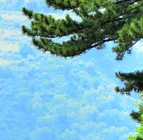 丽水有谁知道粉象生活推广