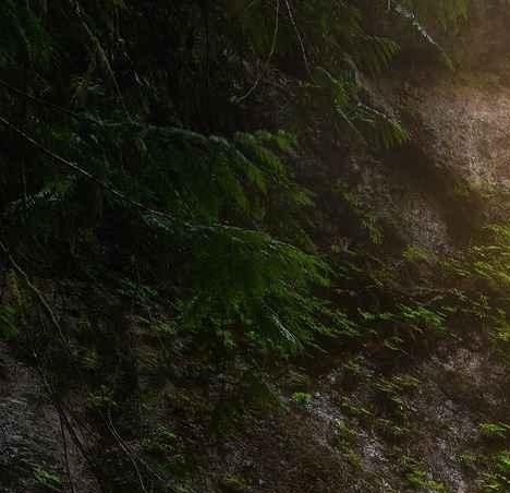 粉象生活骗局大揭秘