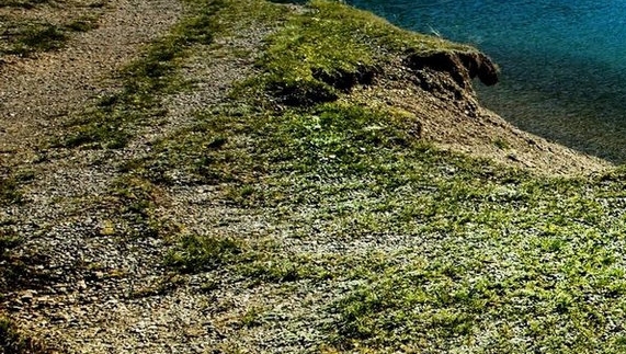 粉象生活公司背景
