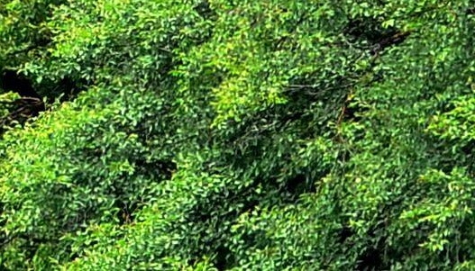 粉象生活邀请码男