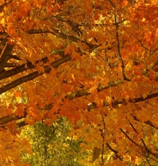 粉象生活的任务单