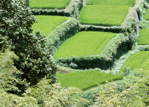 粉象生活是干什么的?怎么赚钱