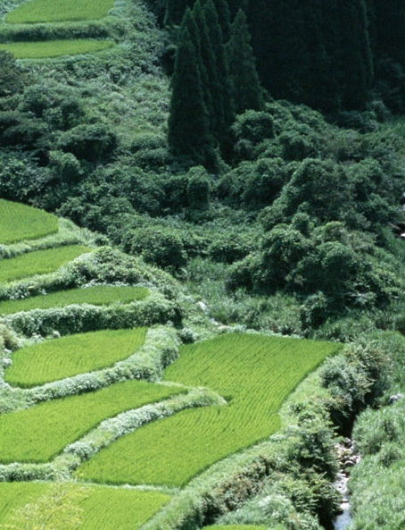 粉象生活天一团队