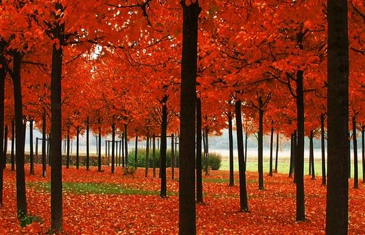 仁和酵能萌主创始人