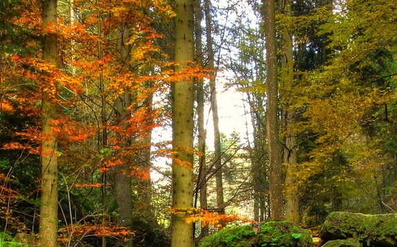 粉象生活天天领现金