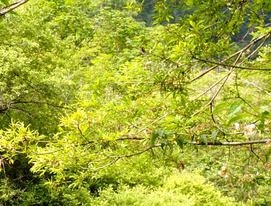 粉象生活福利社